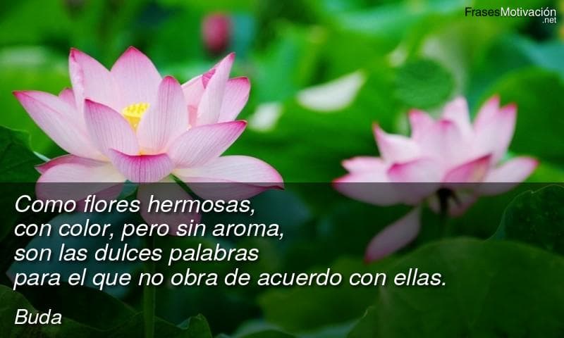  Como flores hermosas, con color, pero sin aroma, son las dulces palabras para el que no obra de acuerdo con ellas.  - Buda