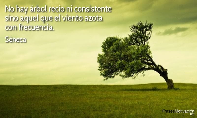 No hay árbol recio ni consistente sino aquel que el viento azota con frecuencia. - Séneca