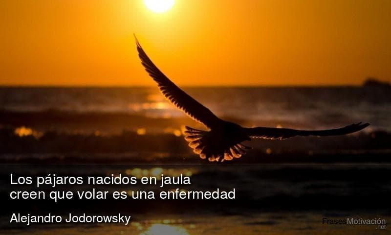Los pájaros nacidos en jaula creen que volar es una enfermedad. - Alejandro Jodorowsky